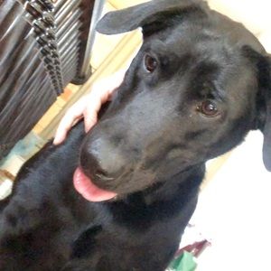 Meet your Posher, Remington